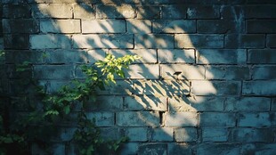 阳光斑驳下的砖墙绿植