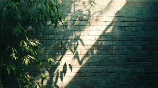 光影斑驳的砖墙与绿植