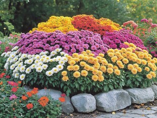 五彩菊花绽放花园美景