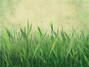 嫩绿青草背景图