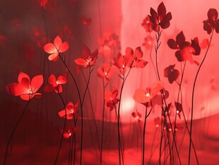 梦幻红色花卉光影之美