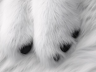 萌宠狗狗毛茸茸的可爱爪子