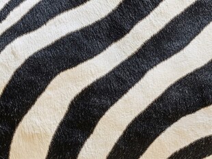 斑马纹皮毛特写