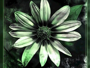墨绿花卉特写