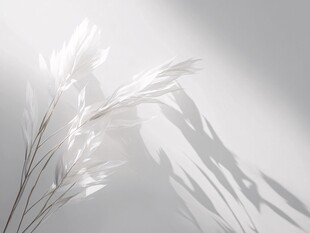 白色蒲苇的光影之美