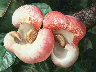 奇特的红白色腰果果实