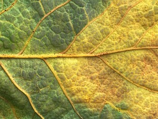 斑斓秋叶的叶脉纹理特写