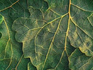叶脉纹理 翠绿叶片特写
