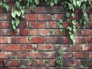 红砖墙上的翠绿藤蔓