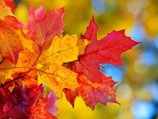 秋日绚烂枫叶特写