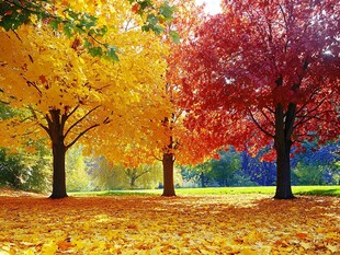 秋日绚丽树林落叶美景