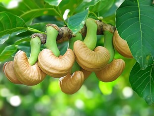 树上的新鲜酸角果实