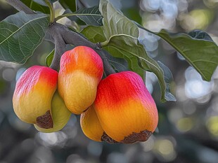 树上色彩鲜艳的成熟腰果