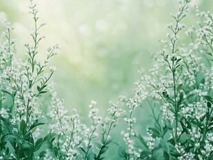 清新小白花 绿意盎然景致