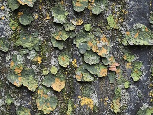 岩石上的多彩地衣景观