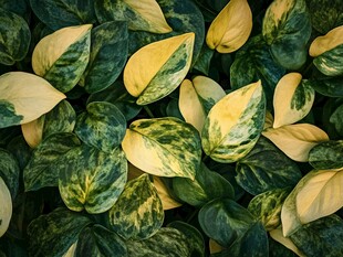 黄绿相间的斑斓叶片