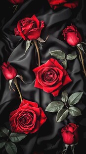红玫瑰铺于黑绸浪漫画面