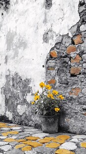 石墙下的盆栽小黄花