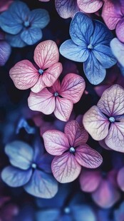 梦幻紫蓝绣球花特写