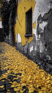 秋日斑驳墙边的金黄落叶