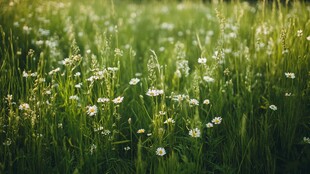 春日雏菊盛放的绿色草地