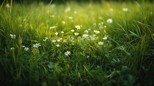 春日草地间的小白花绽放