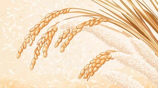 金黄稻穗 谷物丰收景象