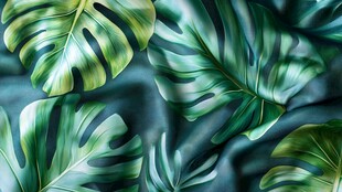 热带龟背叶背景纹理图