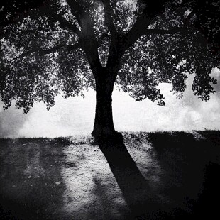 孤独大树下的光影世界