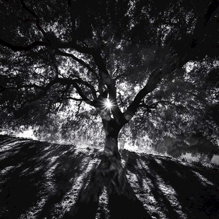 黑白树下光影的静谧之美