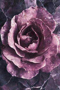 紫色玫瑰与大理石纹理