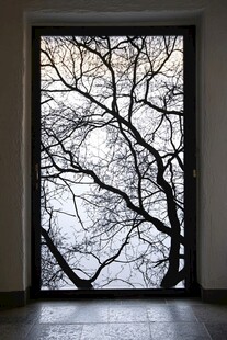 透过窗户看光秃树枝
