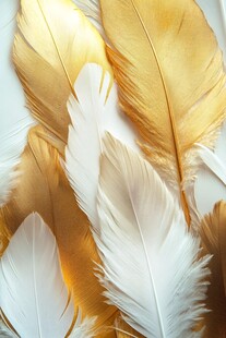 金白相间的美丽羽毛特写