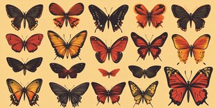 多彩蝴蝶集合