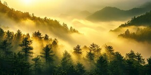 晨雾山林间的金色晨光