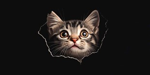 破洞探出头的可爱小猫咪