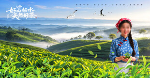 采茶