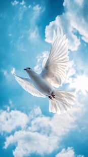 蓝天白鸽 自由飞翔的使者