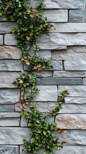 石墙上的翠绿藤蔓