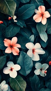 梦幻鸡蛋花与绿叶背景图