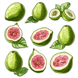 手绘番石榴果实及切面图