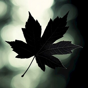 一叶飘零 光影间的诗意