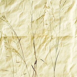 干草本植物置于褶皱纸张上