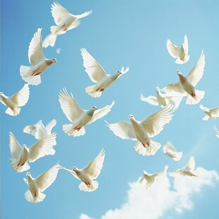 蓝天白鸽飞舞的美好景象