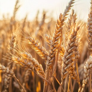 金色麦田 麦芒闪耀的丰收景