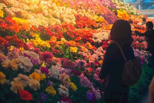 女子赏多彩繁花景观