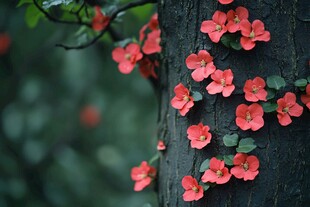 树干上绽放的艳丽红花