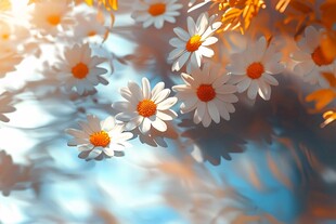 阳光下绽放的清新小雏菊