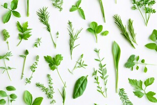 多样新鲜香草的绿色集合