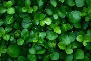翠绿繁茂的植物叶片景观